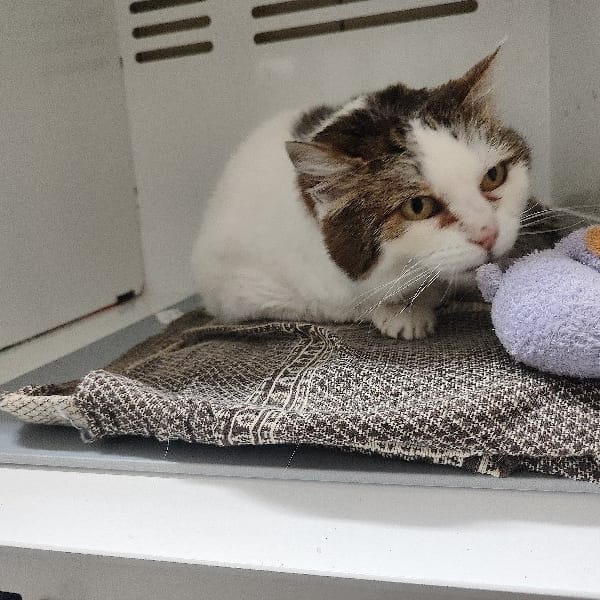 CANDIE — Européen