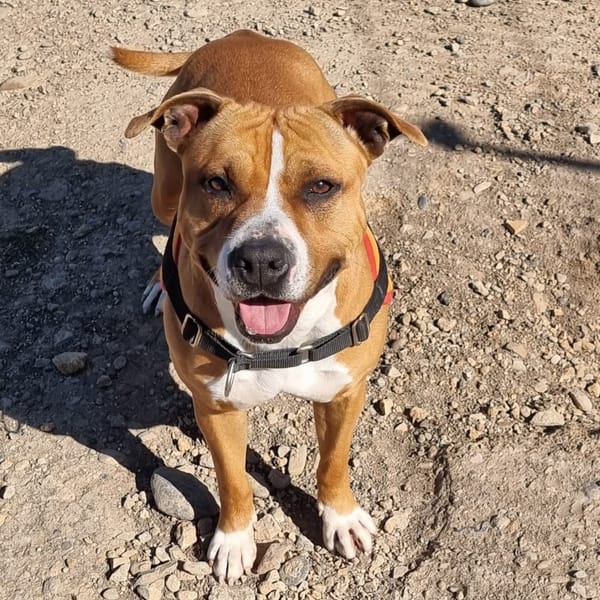 NALA — Croisé / Autre