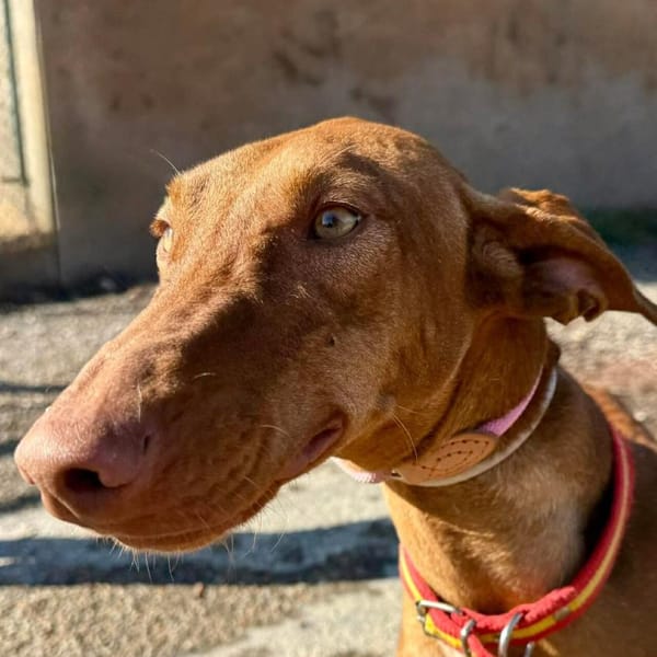 VIOLET (Maria) — Podenco Canario