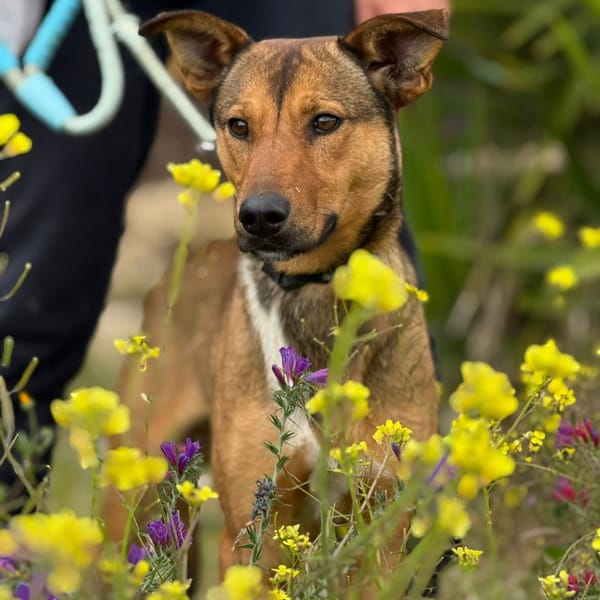 GUPPY (Maria) — Croisé