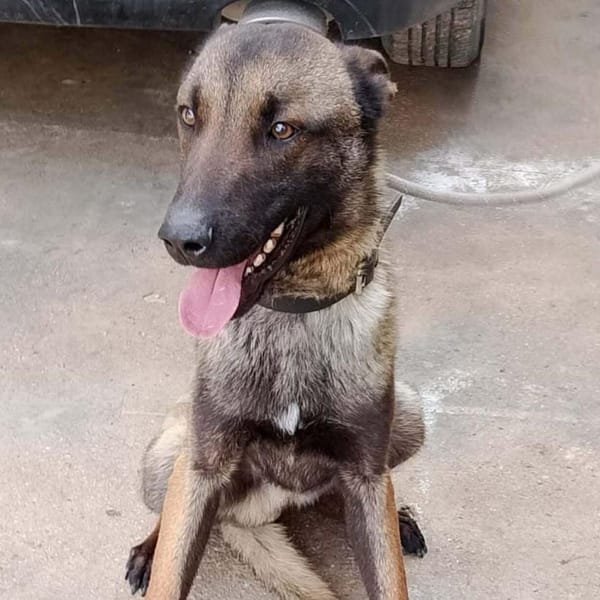 DEXTER (Maria) — Malinois