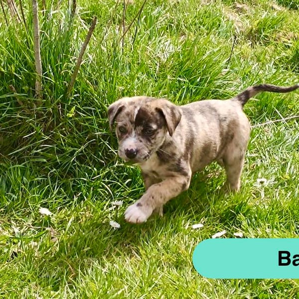 Bailey — Berger Australien
