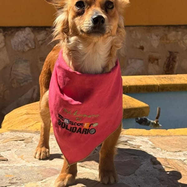 BRISA (Lara) — Croisé