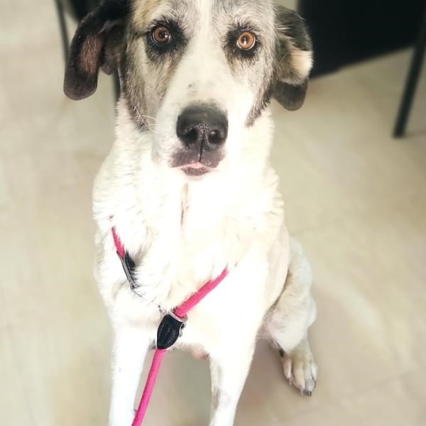 BONNIE (Maria) — Mâtin Espagnol