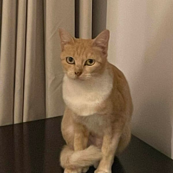 ANDREA CHATONNE REUNION — Européen