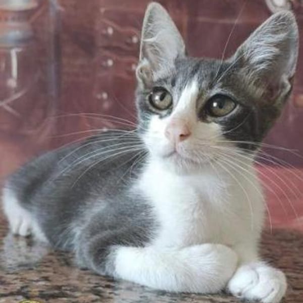 Julius  Charmantes Katercherchen — Europäisch Kurzhaar