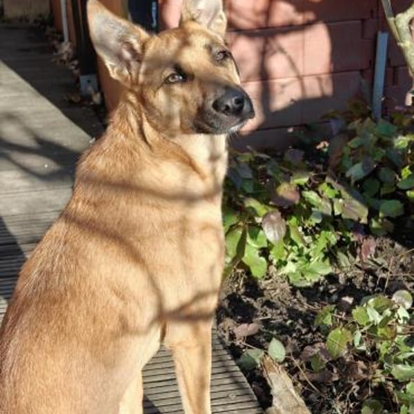 Emmy - aktive leinenführige Hündin — Malinois