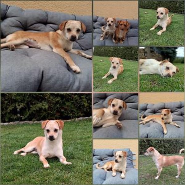 Beagle Pinscher Mischling (w) sucht — Beagle