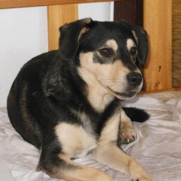 Der besondere Lord — Appenzeller Sennenhund