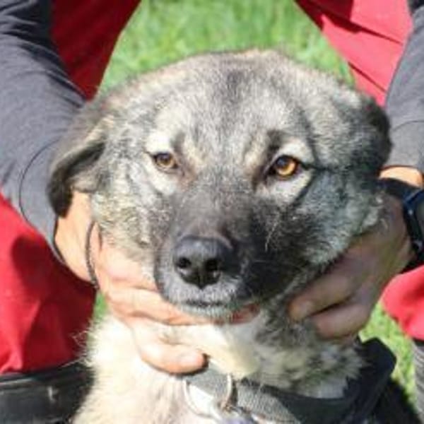 Kesha - kinderliebe Anfängerhündin — Mischling