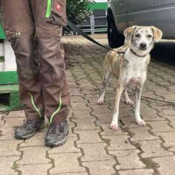 Nele noch schüchtern — Mischling
