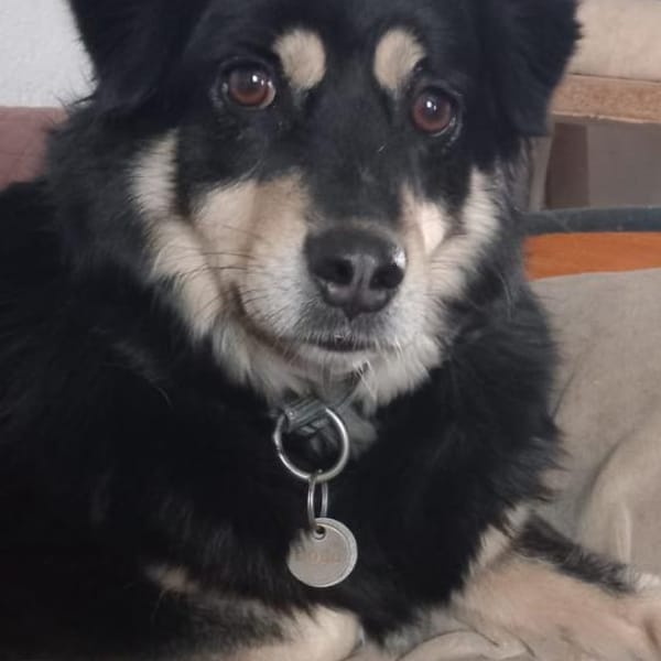 Gesine verlor ihr Heim durch Tod — Tricolor Glückshund