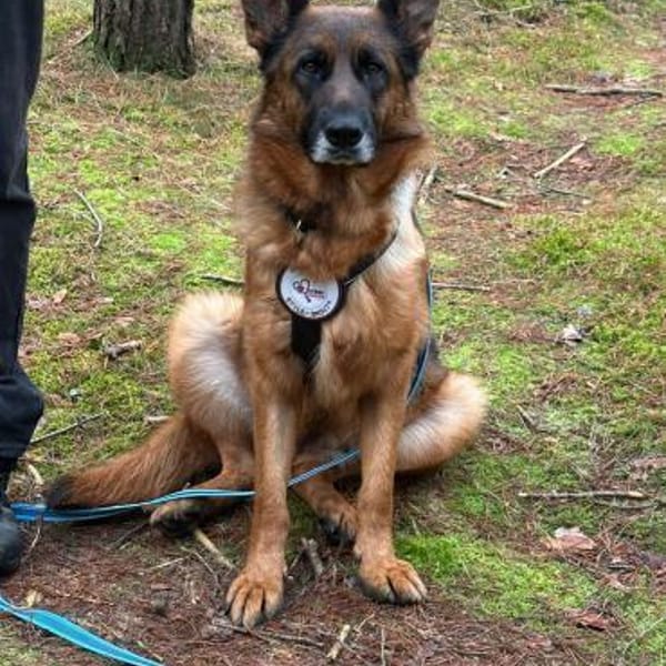 Mila sucht ihre Menschen 💕🐾💕 — Mischling