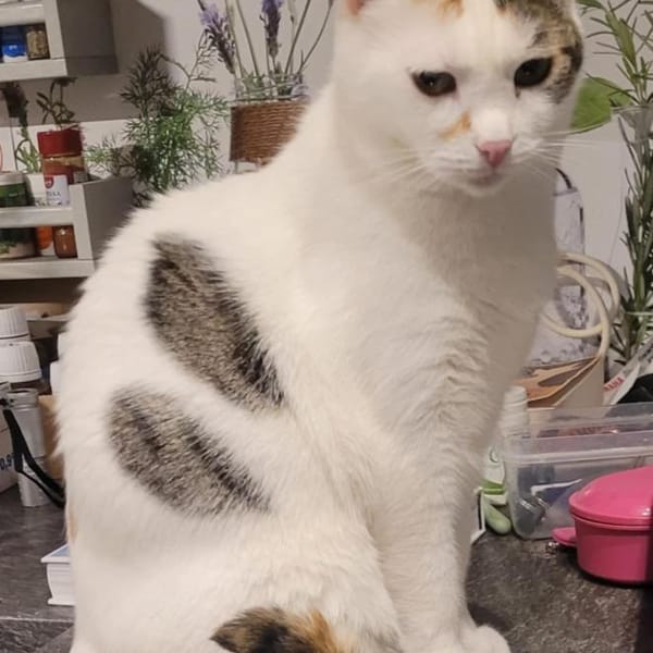 Liebe Fleki sucht ihre Familie — Hauskatze