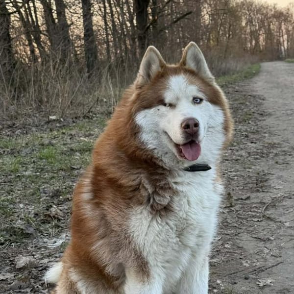 🐾 Rudik sucht sein Für-immer-Zuhause 🐾 — Husky