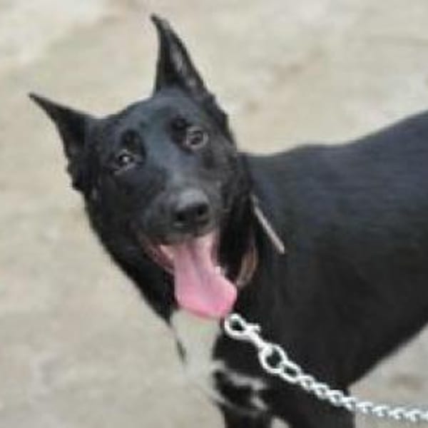 Zara sucht ihre Familie — Mischling