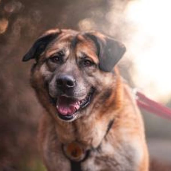 Sammi: Mischung aus Stärke und Sanftheit — Herdenschutz-