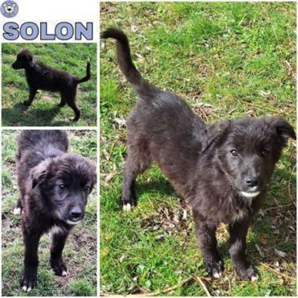 SOLON -rundum tolles Hundekind- — Mischling