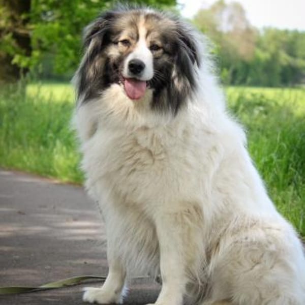 Ida - sucht ein Zuhause für immer — Pyrenäenberghund