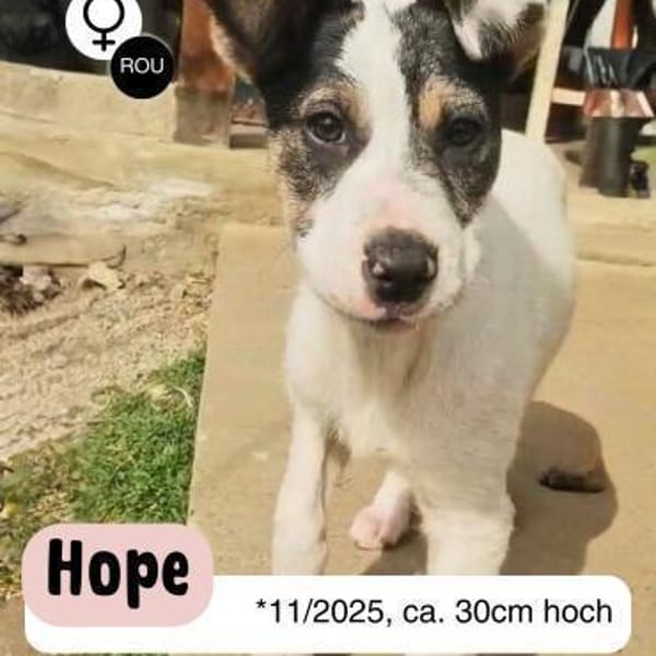 HOPE träumt von einem eigenen Zuhause! — Mischling