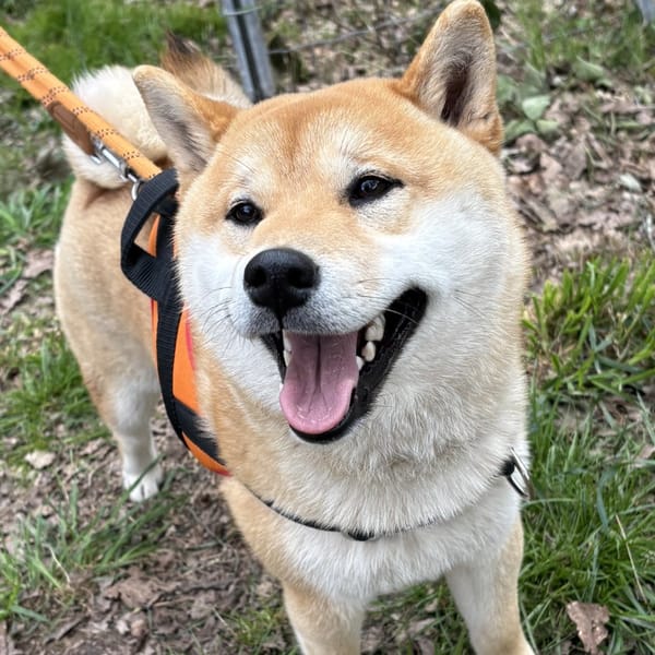 OSLO — Shiba Inu