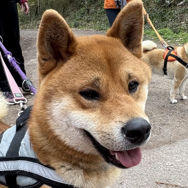 VOLT — Shiba Inu