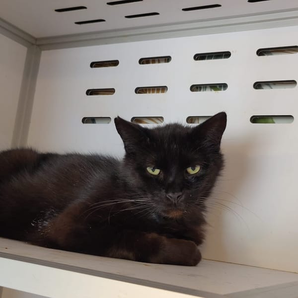 DOUDOU — Européen