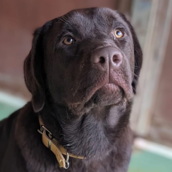 ASTON — Labrador Retriever