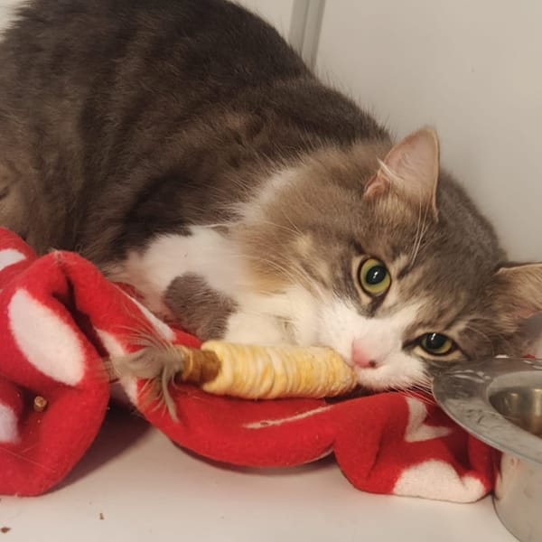 Yuzu (réservé) — Européen