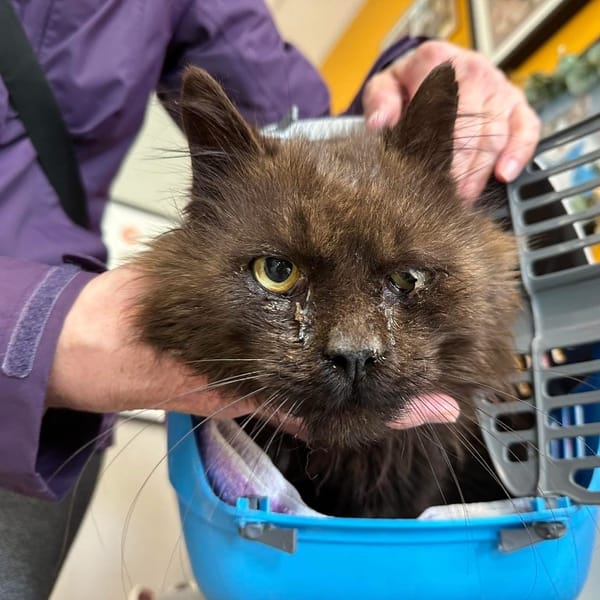 SALEM — Angora Turc