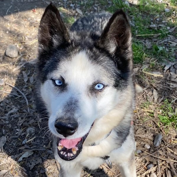 HUTCH — Husky De Sibérie