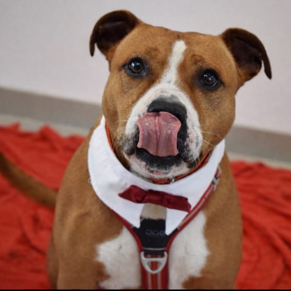 NAIJAH — Staffordshire Bull Terrier