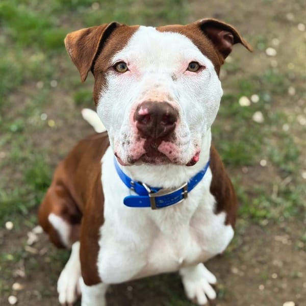 BUDDY — Croisé / Autre