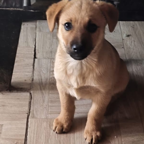 Violette — Unknown