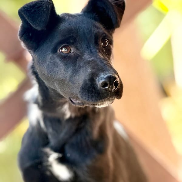 MELLIE (Maria) — Croisé