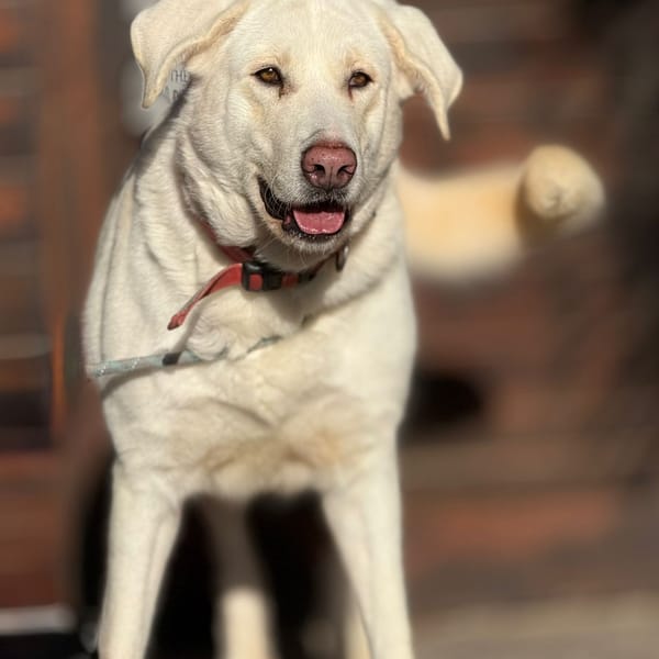 MAISIE (Maria) — Mâtin Espagnol