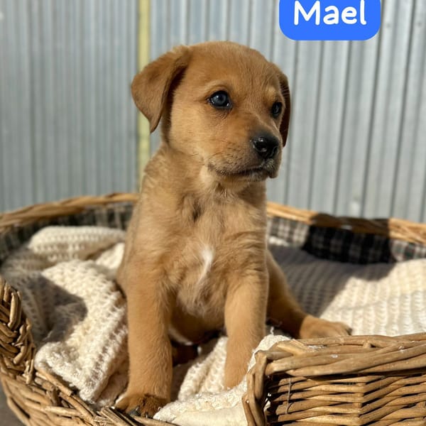 MAËL (Animalea) — Labrador Retriever