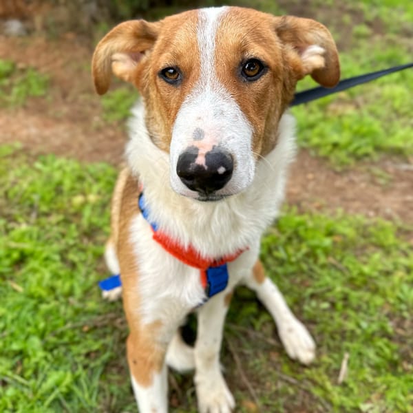 ANUK — Podenco Andaluz