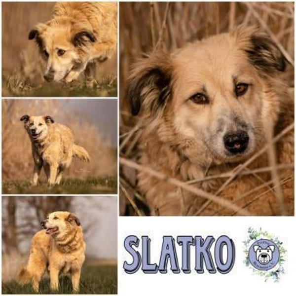 SLATKO * sanfter Senior Familie mit Herz — Mischling