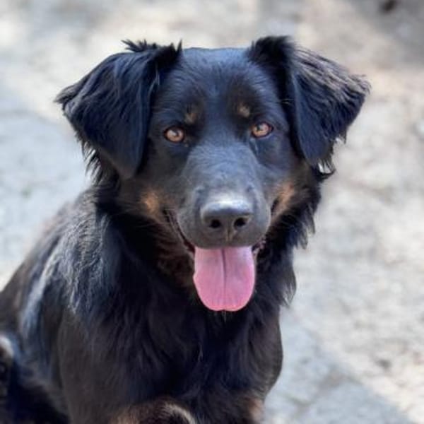 Miss Marple — Schäferhund- Berner Sennenhund