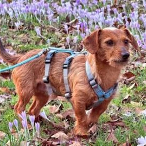 SARDEDDU - auf PS in München — Mischling