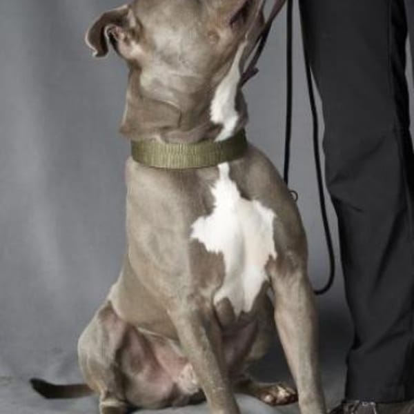 Achim — Amerikanischer Staffordshire-terrier