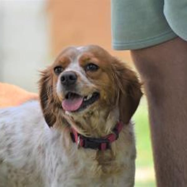 MASKOT — Brittany Spaniel Oder Epagneul Breton