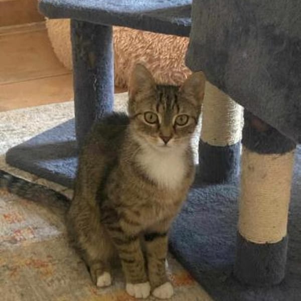 Schüchterne Lilly — Ehk