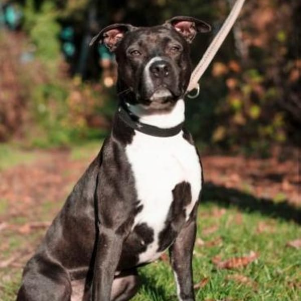 Angel, lieb — Amerikanischer Staffordshire-terrier