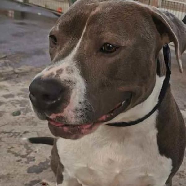 Boy — Amerikanischer Staffordshire-terrier