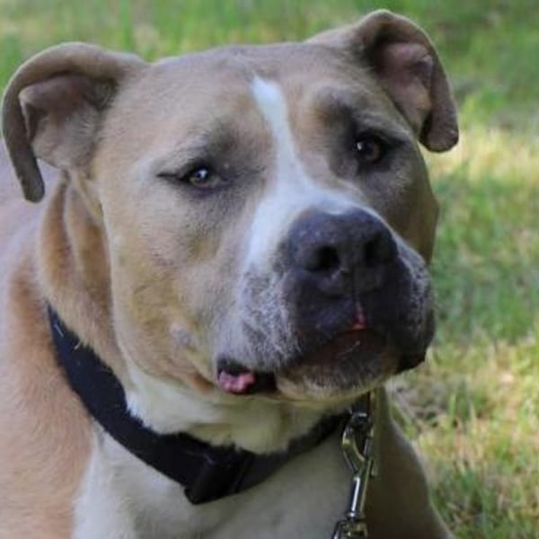 Tequila — Amerikanischer Staffordshire-terrier