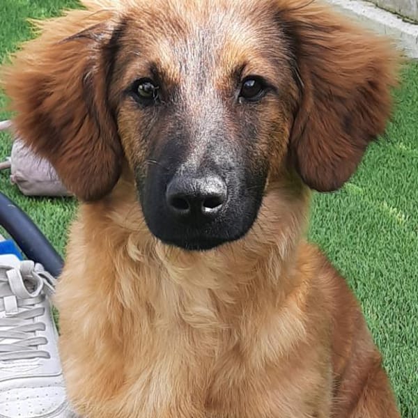 Lola 4 Monate  kleine Mischlingswelpe — Dackel