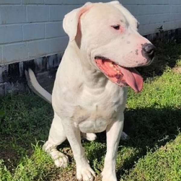 Carlos — Dogo Argentino