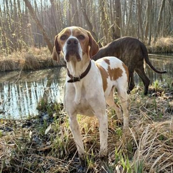 Poiner Chico sucht ihre Menschen — English Pointer